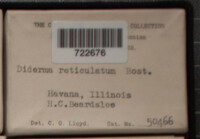 Diderma reticulatum image